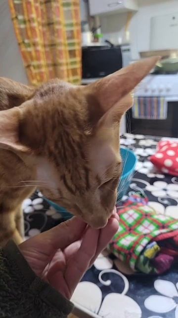 Ешь всё что хочется 😁