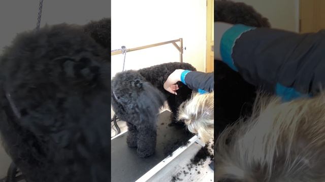 Породный груминг РЧТ смотреть онлайн