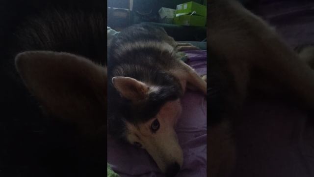 икает, просит загладить #husky