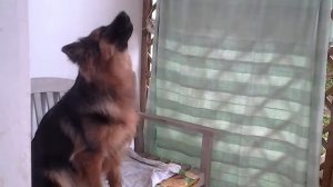 Немецкая овчарка лает шепотом