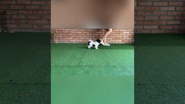 Костбар Шатц Гарант 3 месяца, Бивер