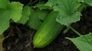 Новый сорт огурца, ШОША.