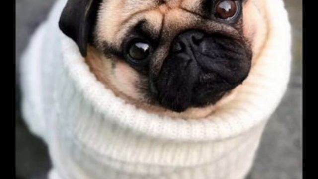 Песня про Мопса смотреть онлайн