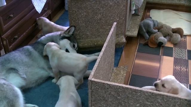 Маламут и щенки лабрадора