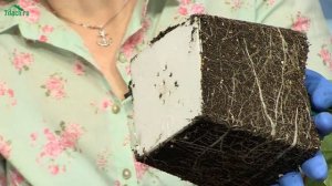 Огурцы на подоконнике. Практические советы от Марины Рыкалиной - 7 дач