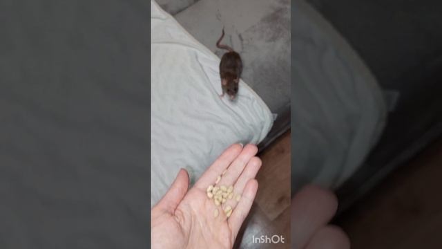 Крыски долгожители! Уборка у пожилых крысок