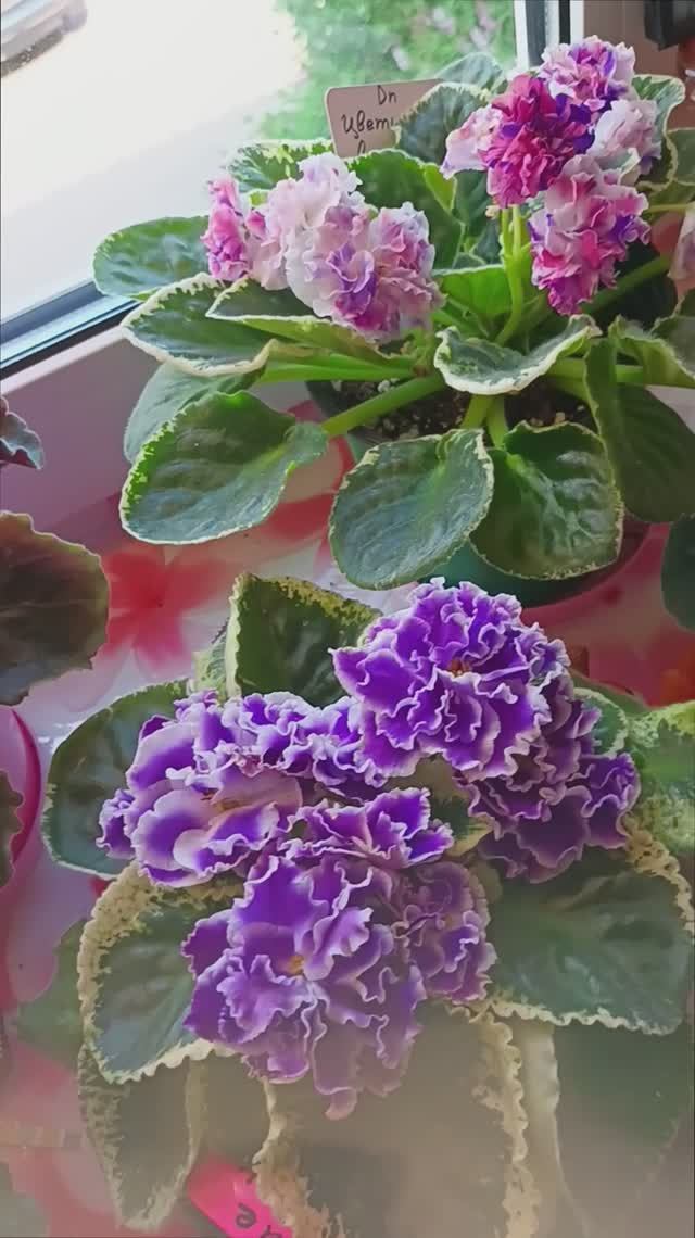 Мамины цветущие Фиалки 23.05.2025! смотреть онлайн