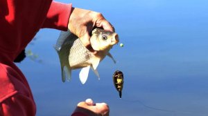 Рыбалка на фидер и флэт фидер. Что лучше?