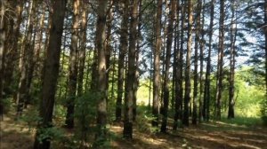 КОГДА ИГРАЕТ САКСОФОН.( АНДРЕЙ ОБИДИН). СМОТРИТЕ,СЛУШАЙТЕ И 100% РЕЛАКС ВАМ ОБЕСПЕЧЕН НА ВЕСЬ ДЕНЬ!