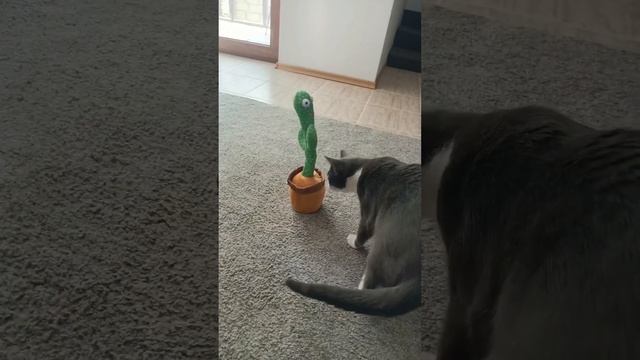 кот и танцующий кактус #веселыекоты #funny #прикольныеко?