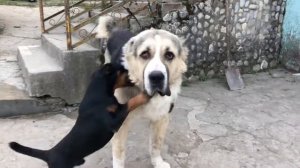 Ягдтерьер рвёт алабая