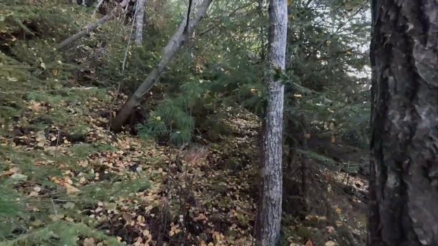 ОХОТА НА МЕДВЕДЯ С ЛАЙКАМИ. Как медведь гоняет собак. П смотреть онлайн