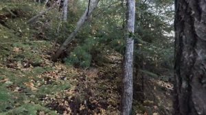 ОХОТА НА МЕДВЕДЯ С ЛАЙКАМИ. Как медведь гоняет собак. П