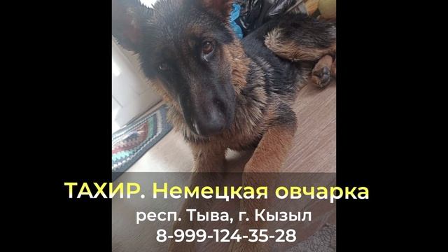 Пропала собака !ТАХИР , респ. Тыва , г. Кызыл смотреть онлайн