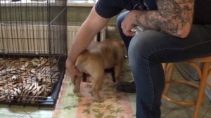 285.Американский булли.Снова кормление