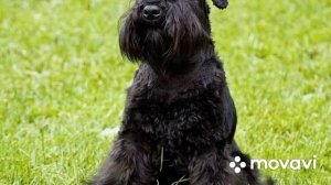 ЦВЕРГШНАУЦЕР или КОРГИ ?