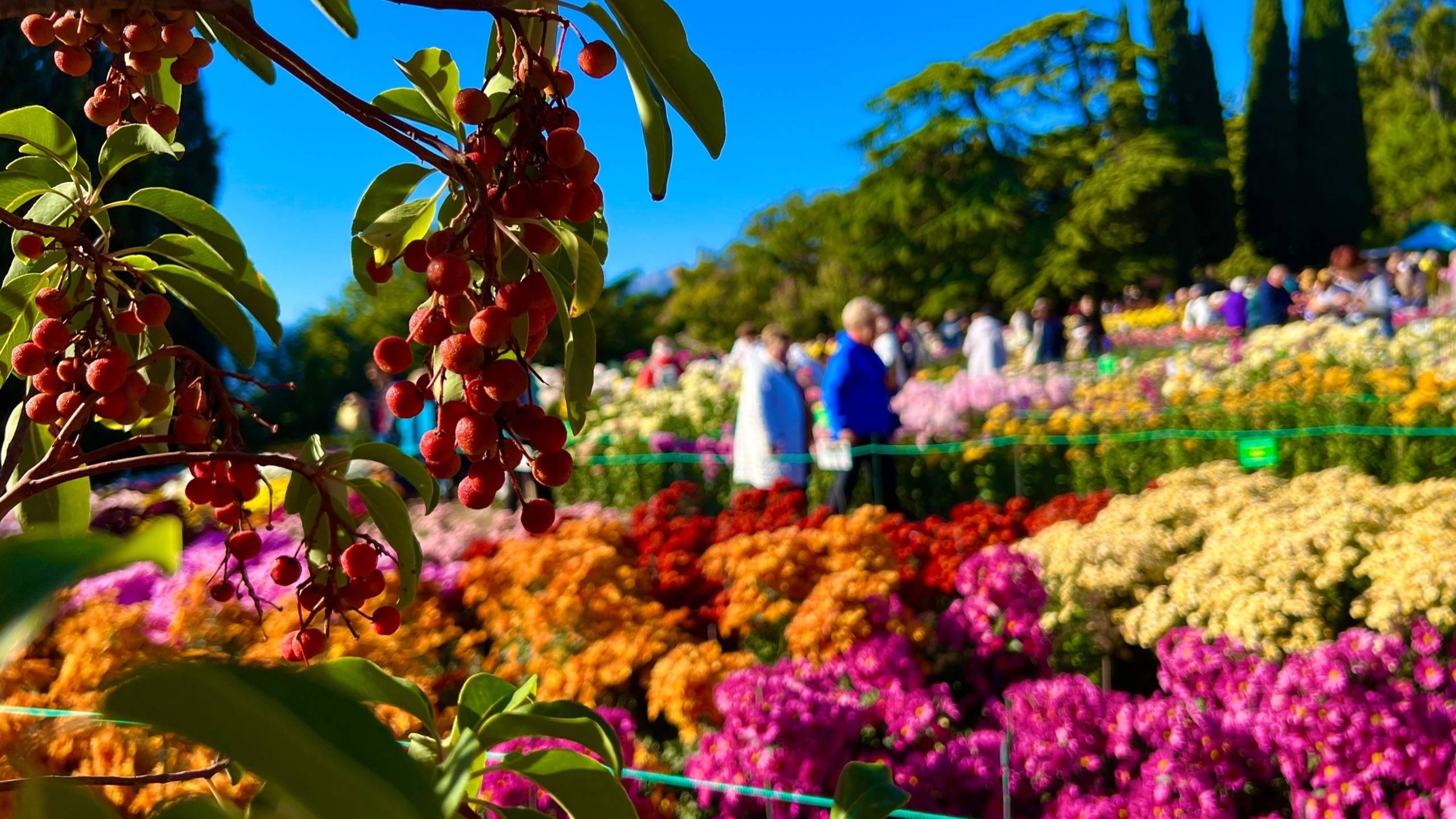 Крым: Бал Хризантем 2024. Никитский Ботанический сад.