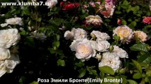 Розы, сорта Новинки! Роза Гариэль ОАК, Юстасия Вэй, Эми?