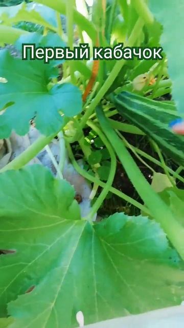 Кабачелла #кабачок #алиса #рейтингалисы #shots #сергиевпо смотреть онлайн