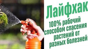 Защита растений от болезней.