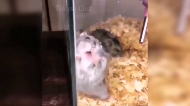 ЛУЧШИЕ ПРИКОЛЫ 2020  март #51 ТЕСТ НА ПСИХИКУ РЖАЧ УГАР СМЕХ РУССКИЕ ПРИКОЛЫ 2020 смотреть онлайн