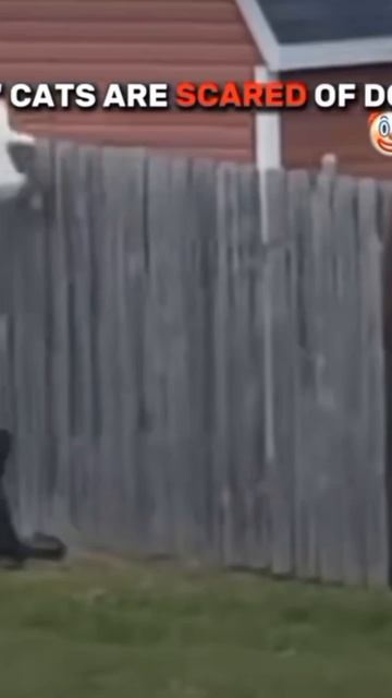 битва против кошек и собак продолжается! смотреть онлайн