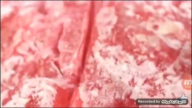 Огромный желейный медведь просто мега познователь смотреть онлайн