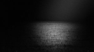 Заяц, около 200-250 метров