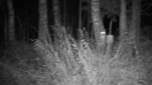 Кот, 75 метров