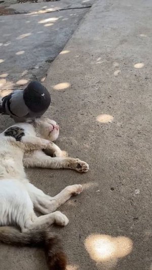 Голубь будит Спящую кошку