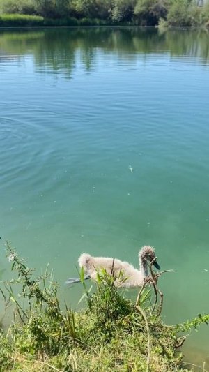 Молодые лебеди в пруду