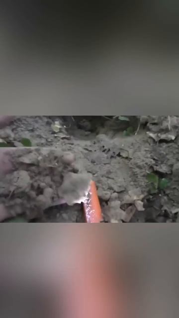 Нашел крупную монету на старом хуторе в лесу! Поиск с м смотреть онлайн
