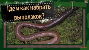 Где и как набрать выползков?