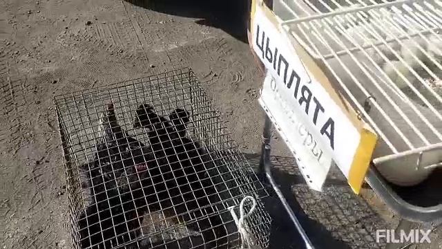 24.05.2025г Птичий рынок г. Клин ул Станционная 10