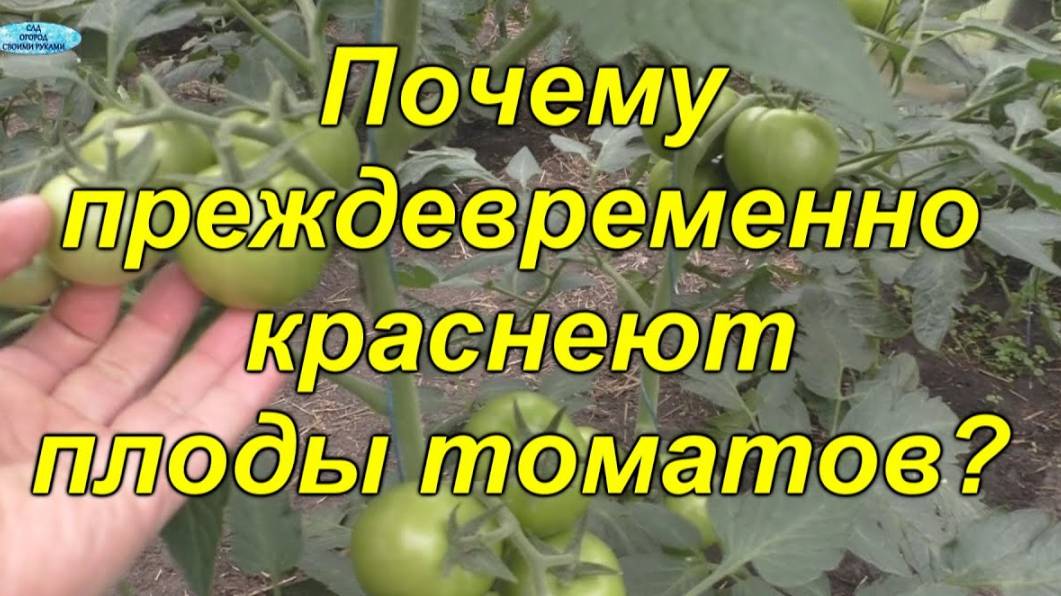 🌿 Секреты выращивания: как избежать раннего покраснения томатов 🍅 смотреть онлайн