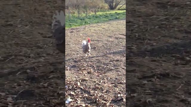 приколы Марио спасает сваю принцессу смотреть онлайн