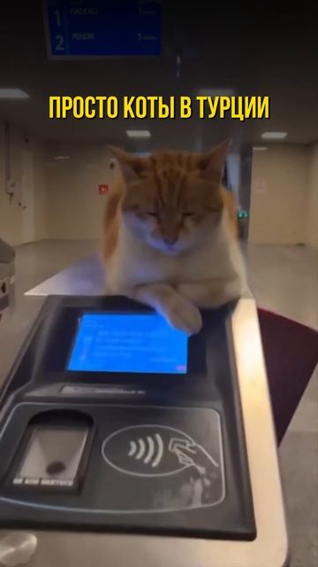 ПРОСТО КОТЫ В ТУРЦИИ #коты #рекомендации #котики #юмор #catshorts #cats #приколыскотами #кошки смотреть онлайн