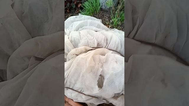 #Укрытие крупнолистовой гортензии.#башкортостан #сад #