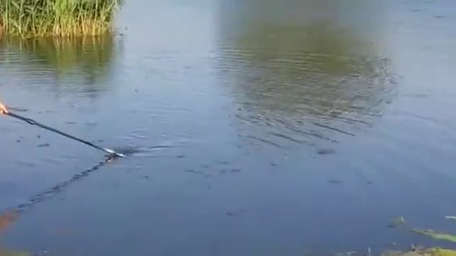 Охота сазана**4 смотреть онлайн