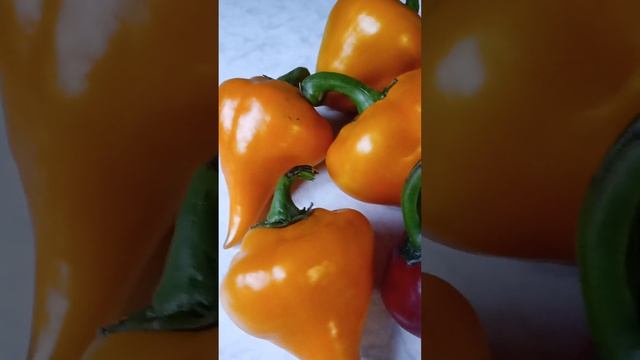перець солодкий Леся жовта і Леся червона#sweet pepper Lesya смотреть онлайн