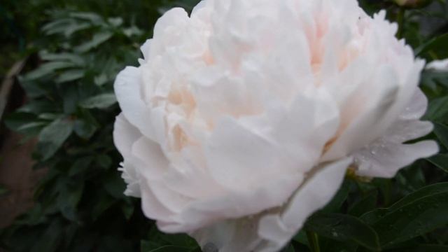 Пион Victorian Blush