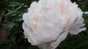 Пион Victorian Blush