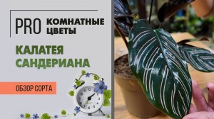 Калатея Сандериана. Растение - павлин. Обзор сорта. Яркое интересное комнатное растение для тени.