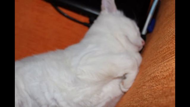 Кошка Милка отдыхает \ Cat Milk rest смотреть онлайн
