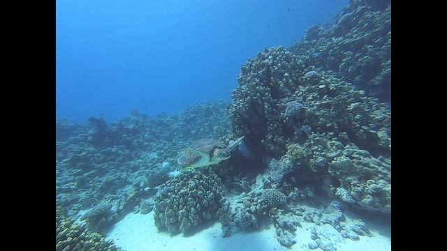 В мире животных