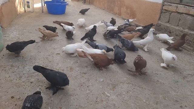 Qarshini Kaptarlari_Ajoyib Kaptarlar узбекские голуби