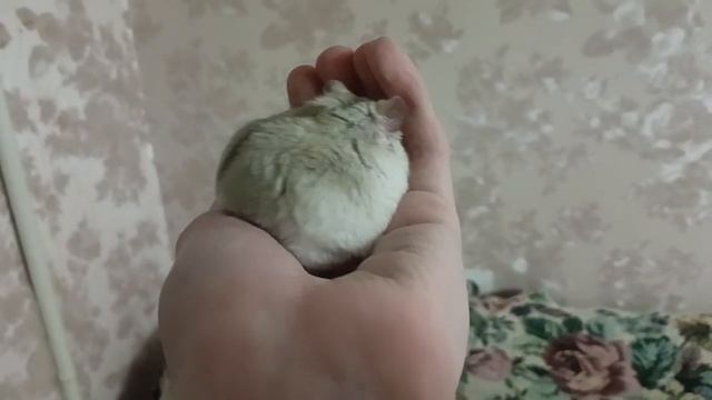 Хомяк Фанни держит на руке.