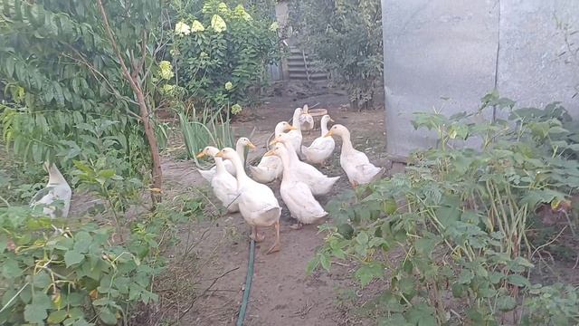 КОРМИМ УТОК РЫБОЙ С ЗЕРНОСМЕСЬЮ. смотреть онлайн