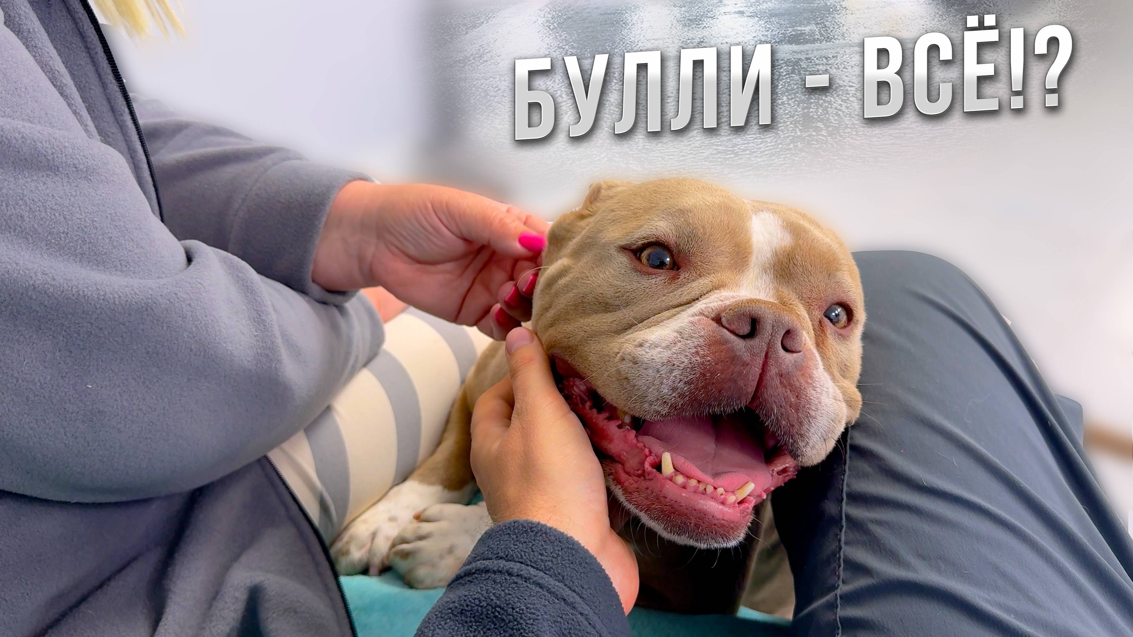 Это будут наши лучшие щенки! Все крови нашего питомника в одной вязке! Мы заканчиваем с булли!? смотреть онлайн