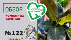 Обзор растений: ксантосома, кодиеумы, хойи, алоказии, пеперомии, гинура, драцены, кроссандра #122